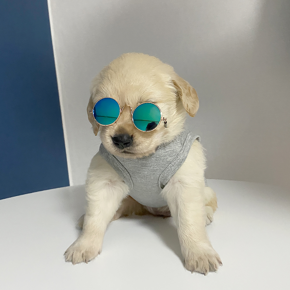 강아지명품옷 2colors 민소매